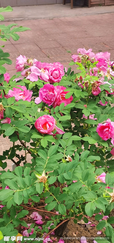 红玫瑰
