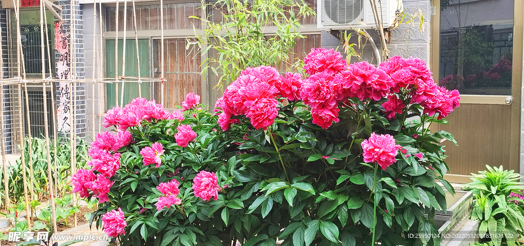 红芍药