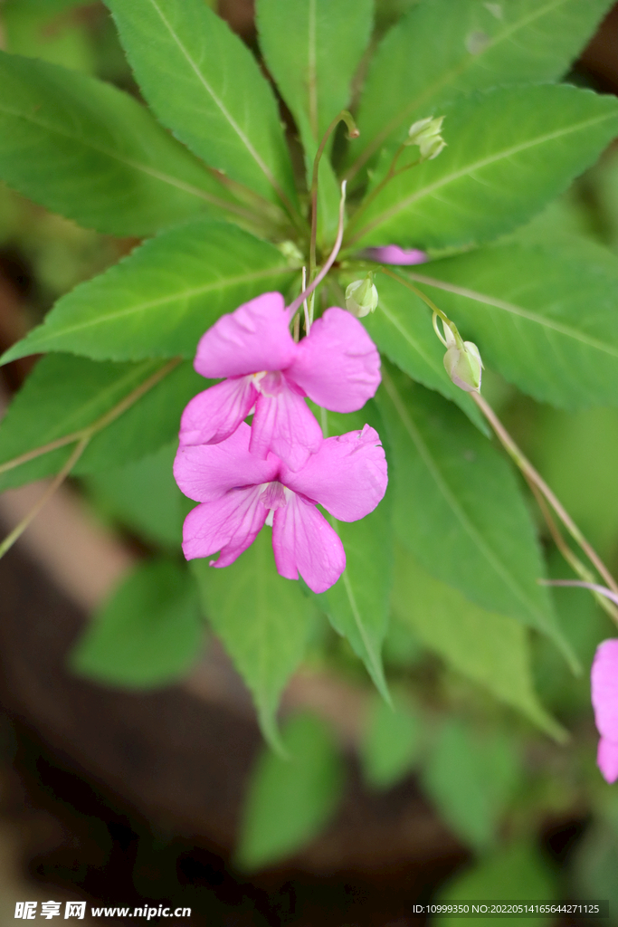 风仙花