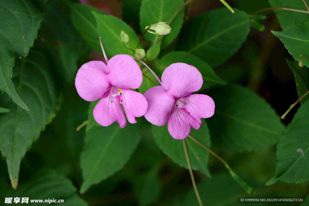 风仙花 花卉 指甲花 染指甲花