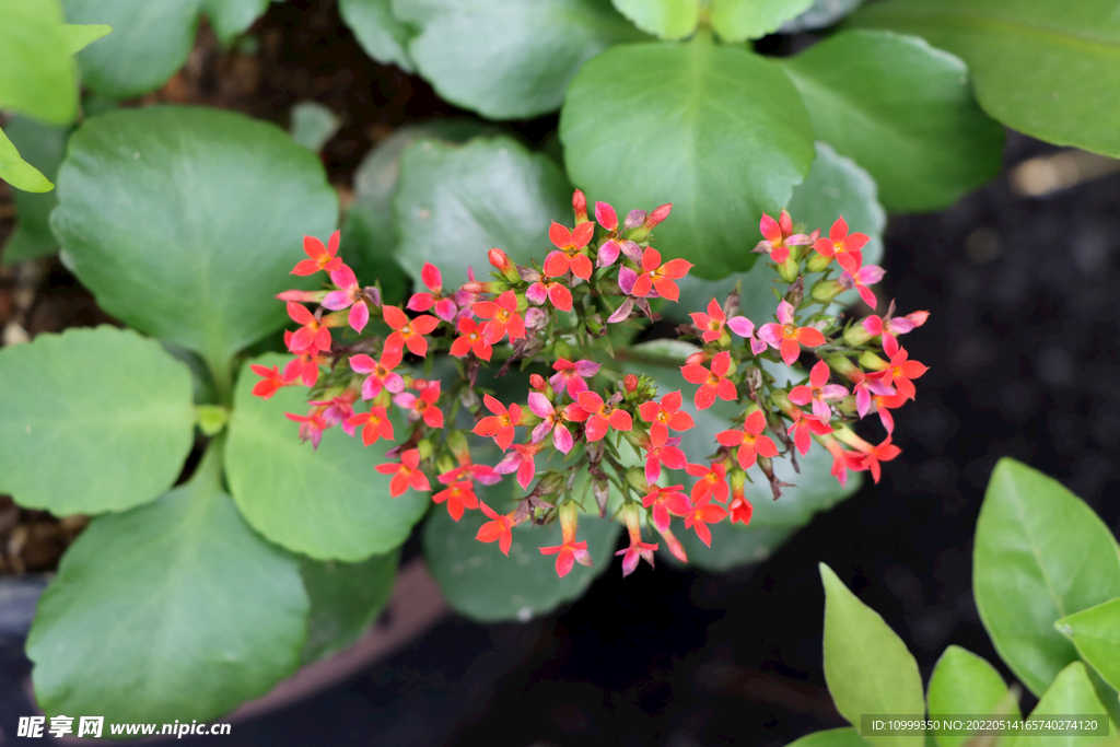 小花