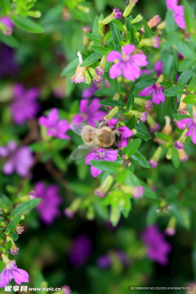 蜜蜂
