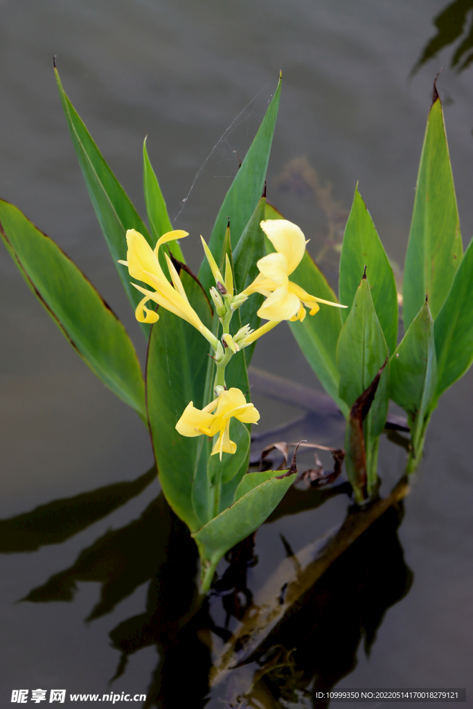 美人蕉黄花