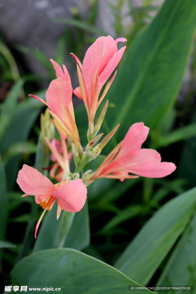 美人蕉粉花