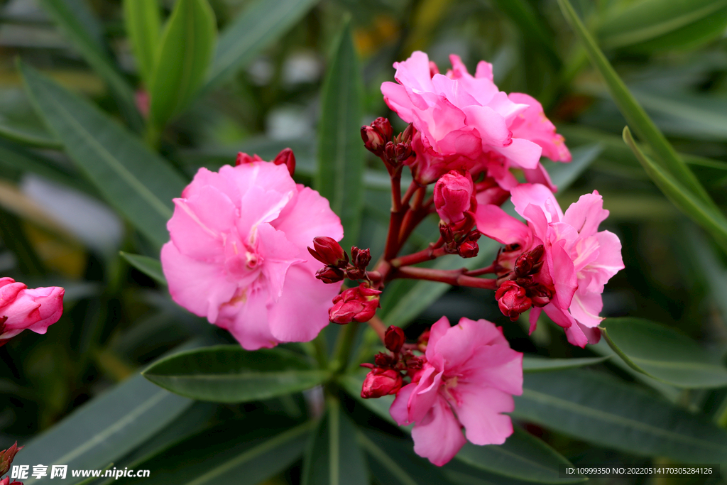 夹竹桃花