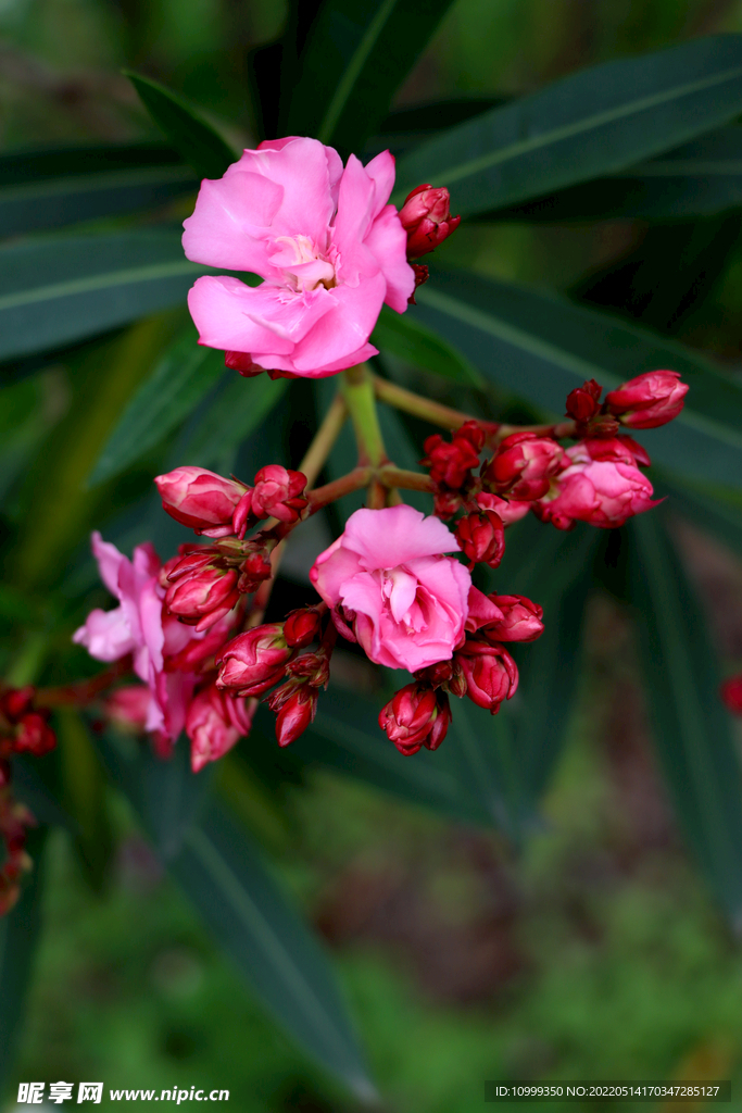夹竹桃花