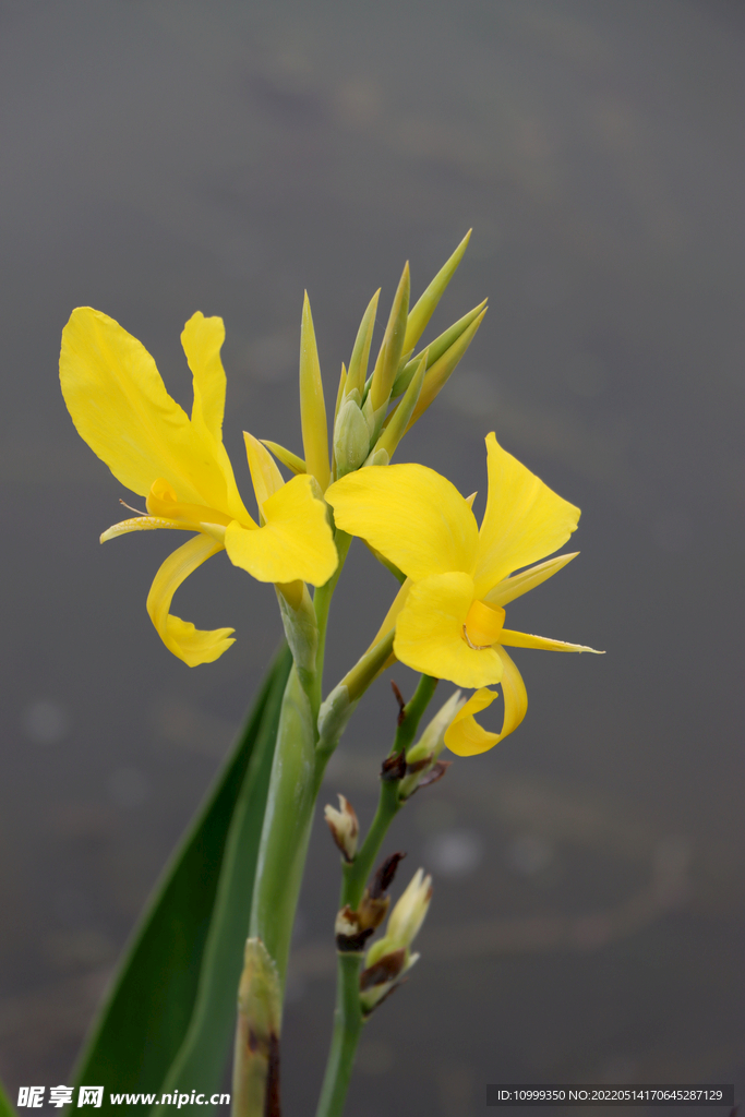 美人蕉黄花
