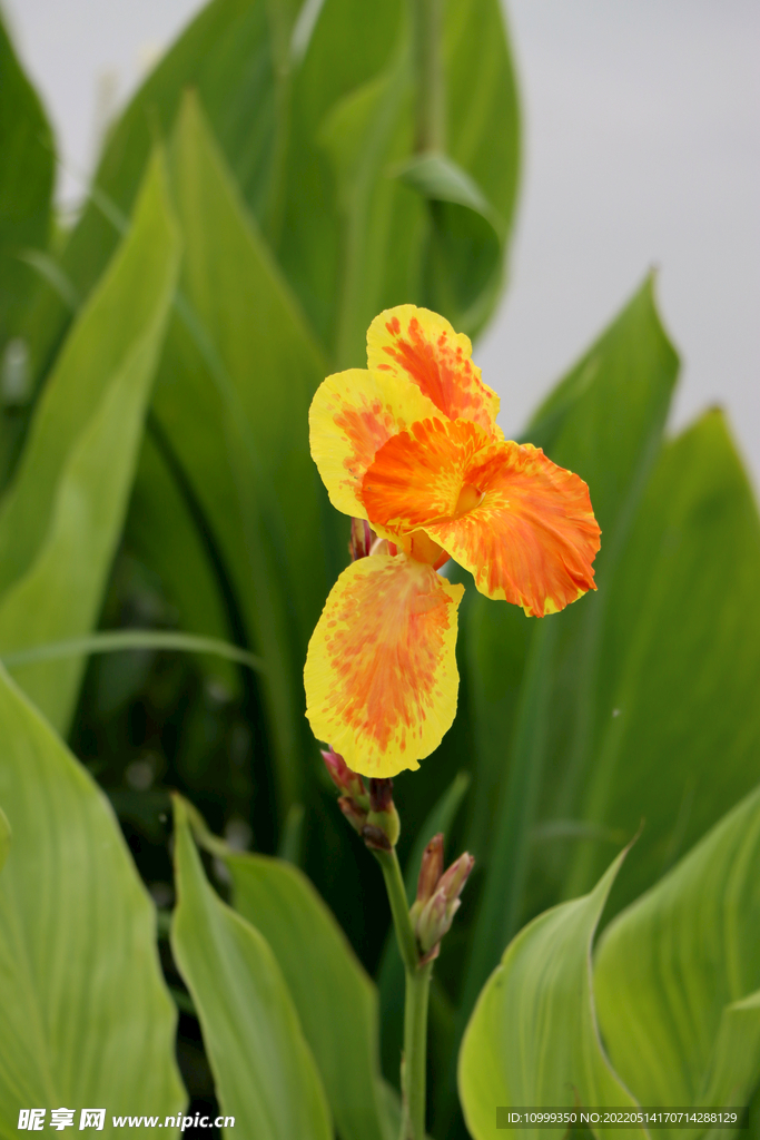 美人蕉黄花
