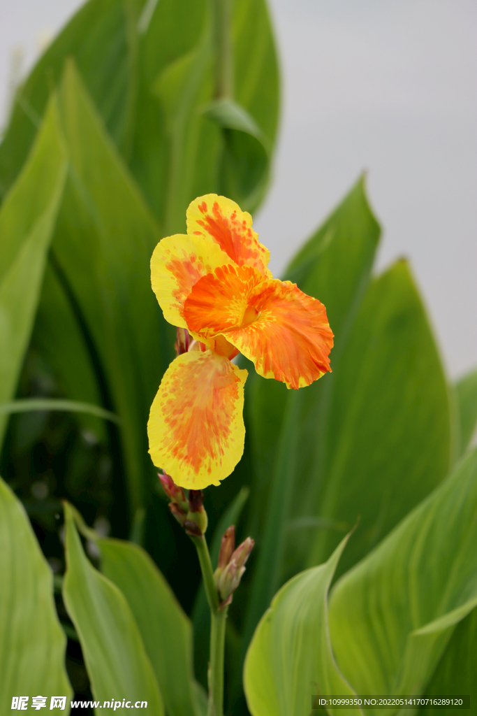 美人蕉黄花