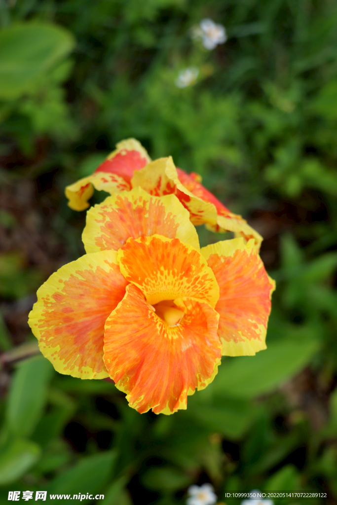 美人蕉黄花