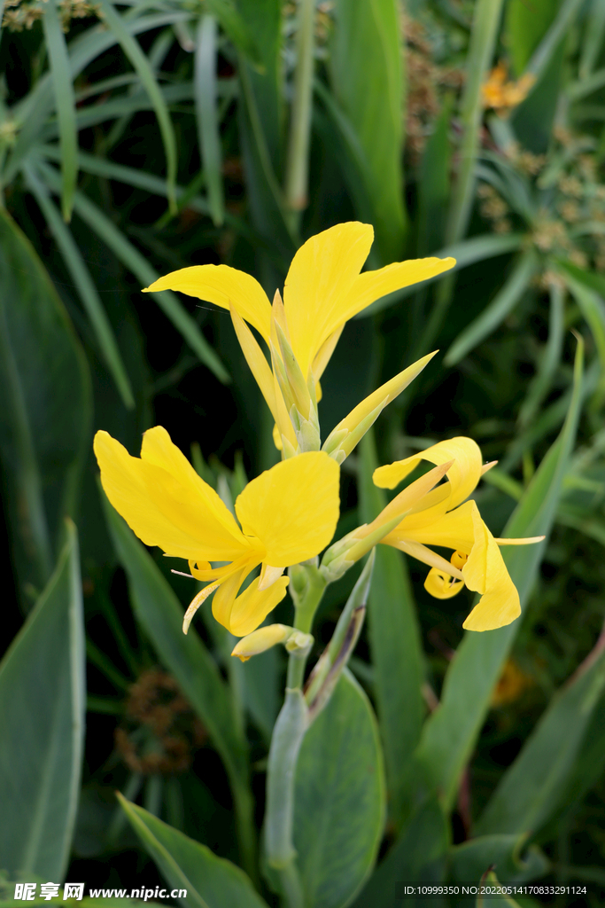 美人蕉黄花