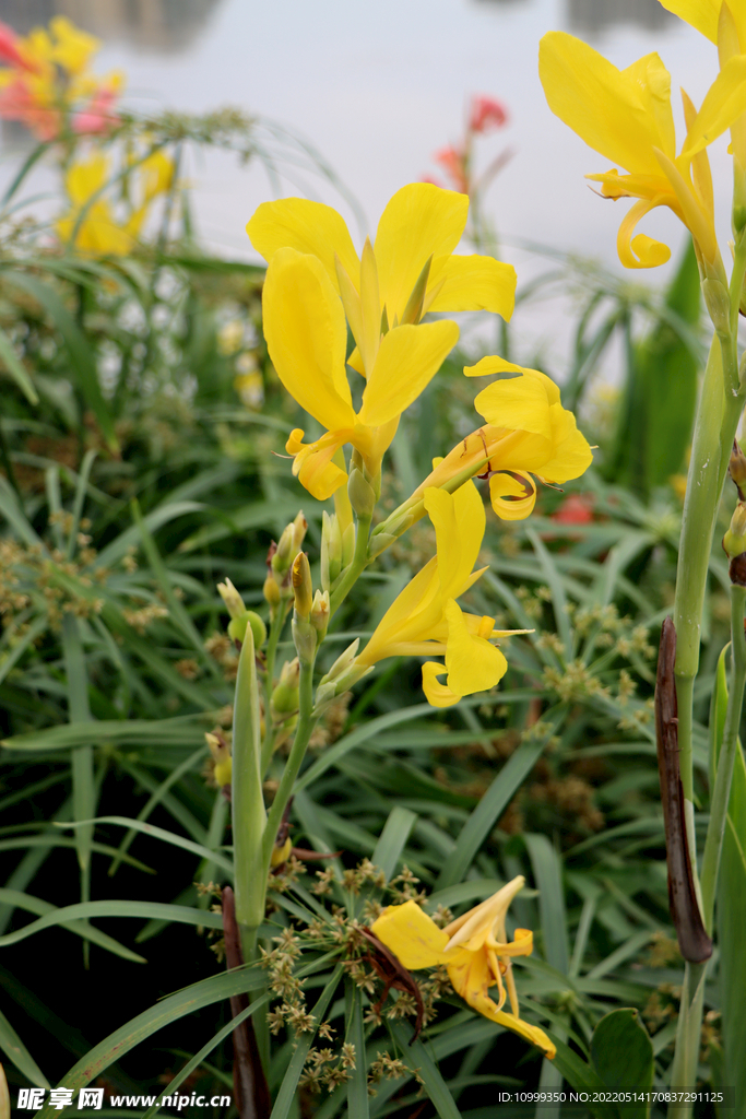 美人蕉黄花