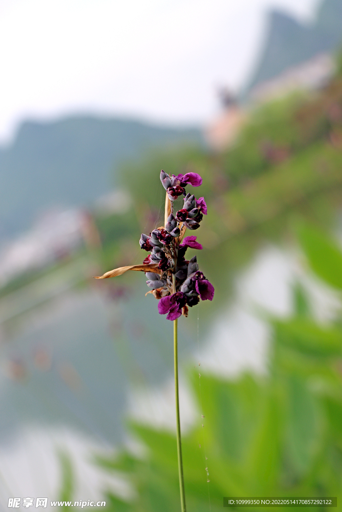 再力花