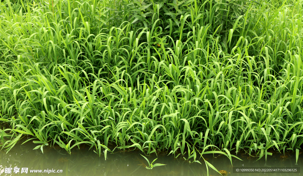水草