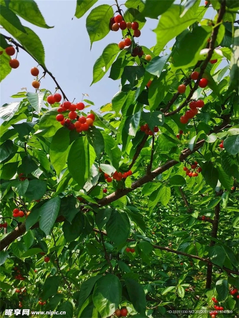 樱桃