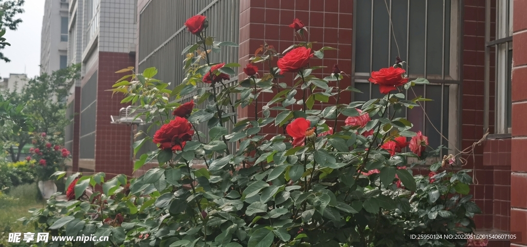 红玫瑰