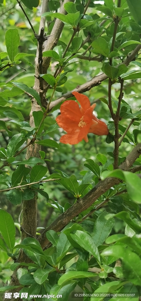 石榴花