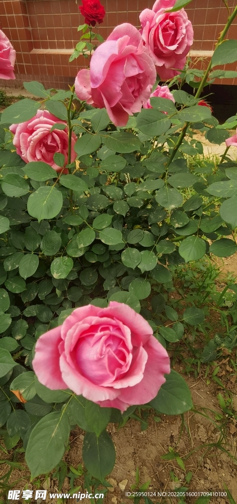 红玫瑰 