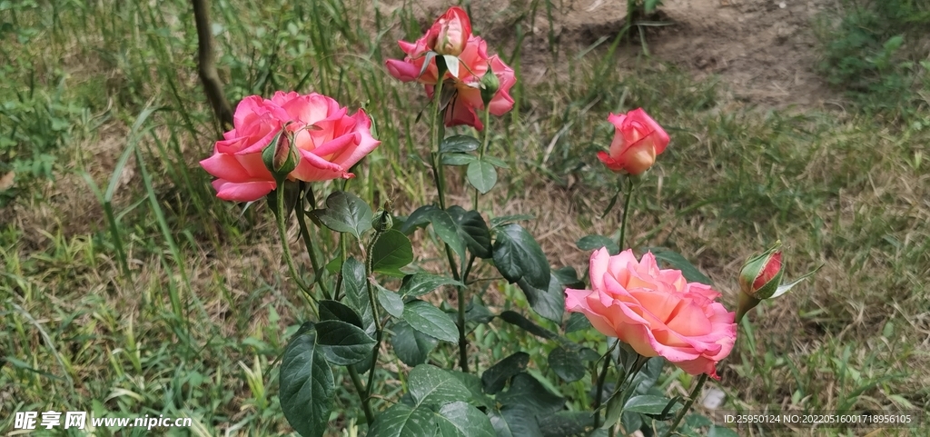 红玫瑰