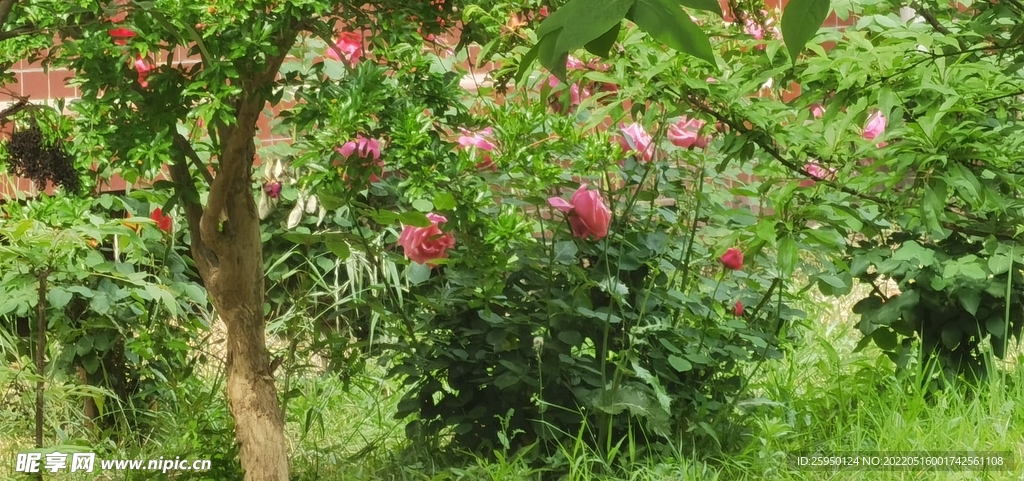 红玫瑰