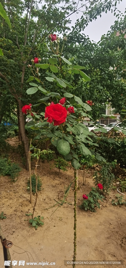 红玫瑰
