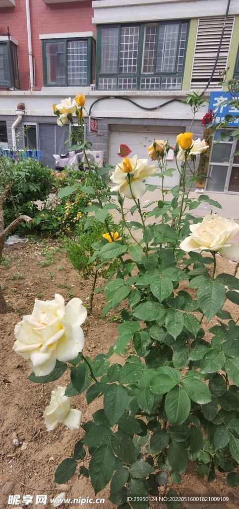 白玫瑰