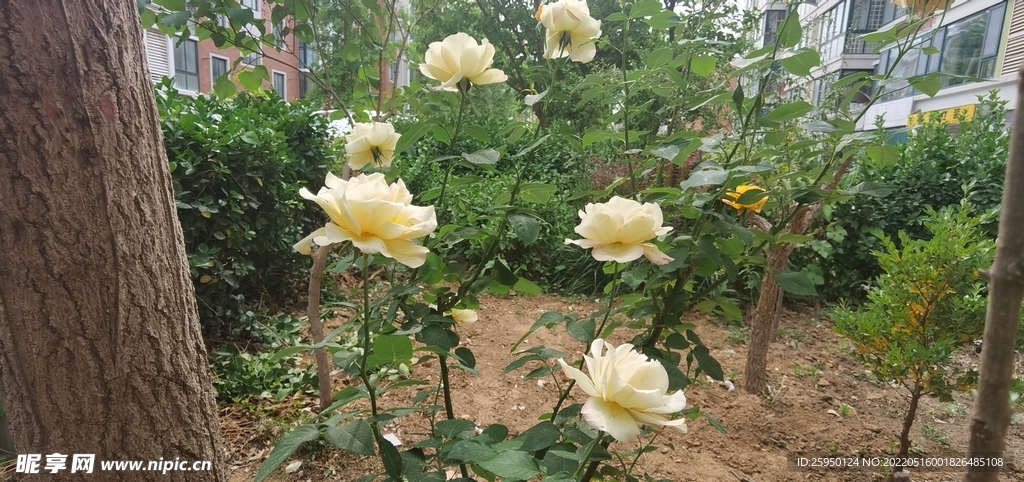 白玫瑰