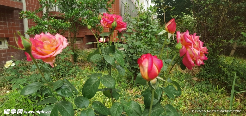 红玫瑰