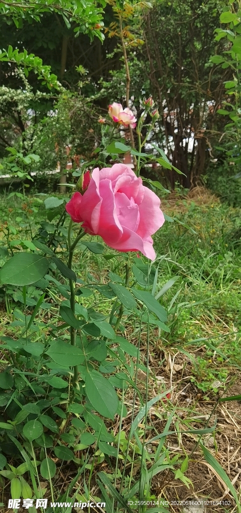 红玫瑰