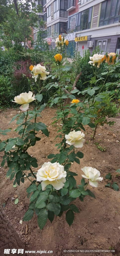  白玫瑰