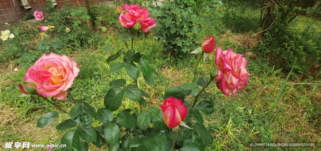 红玫瑰