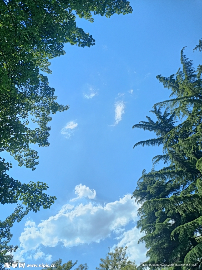 松树