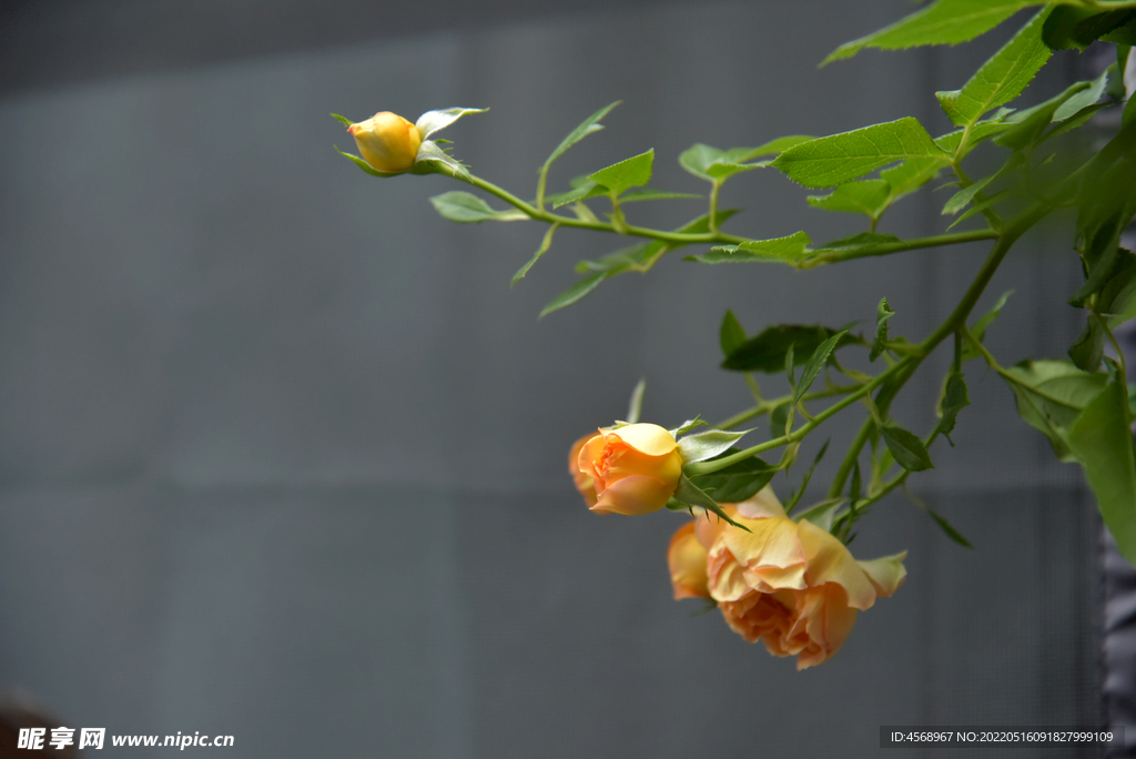 月季花