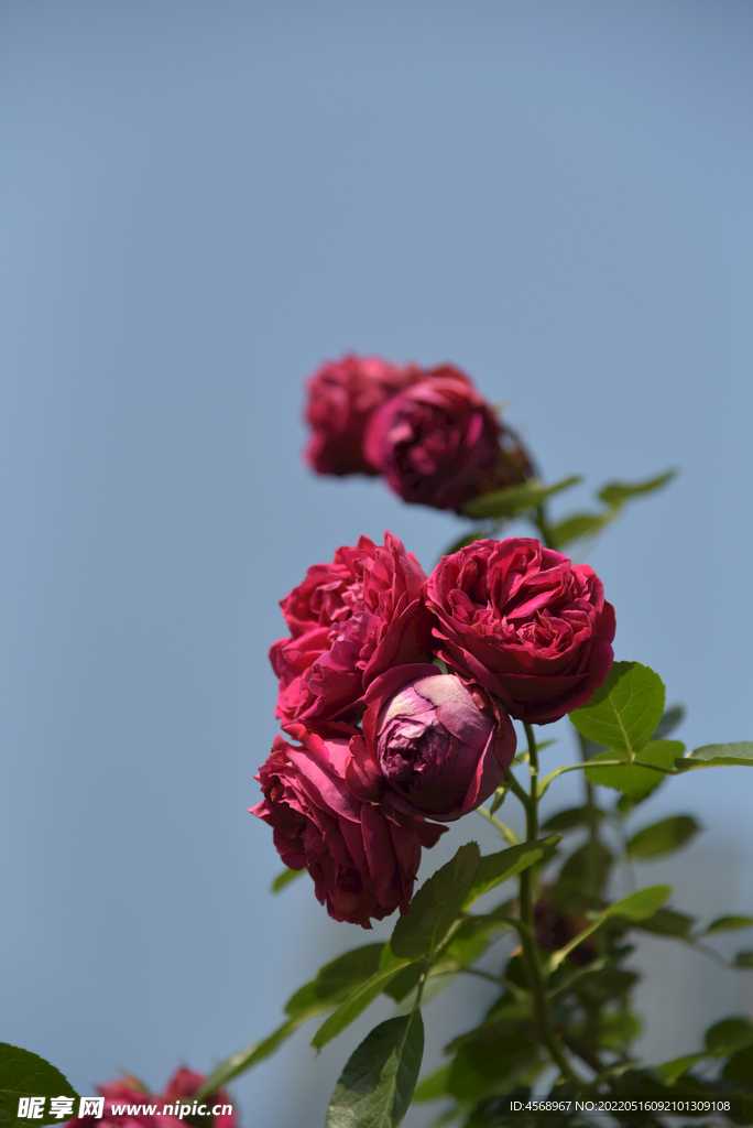 月季花