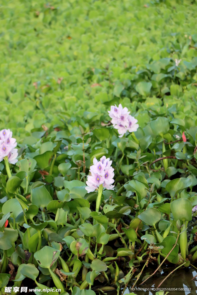 水葫芦花
