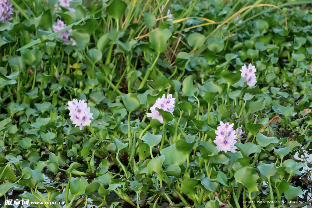 水葫芦花
