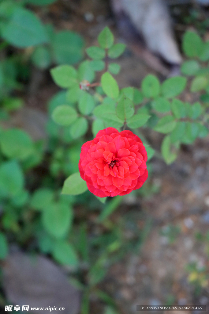 红玫瑰花 