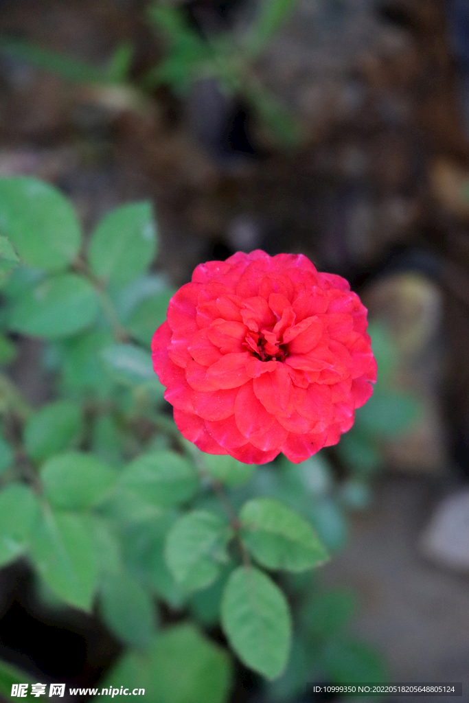 红玫瑰花