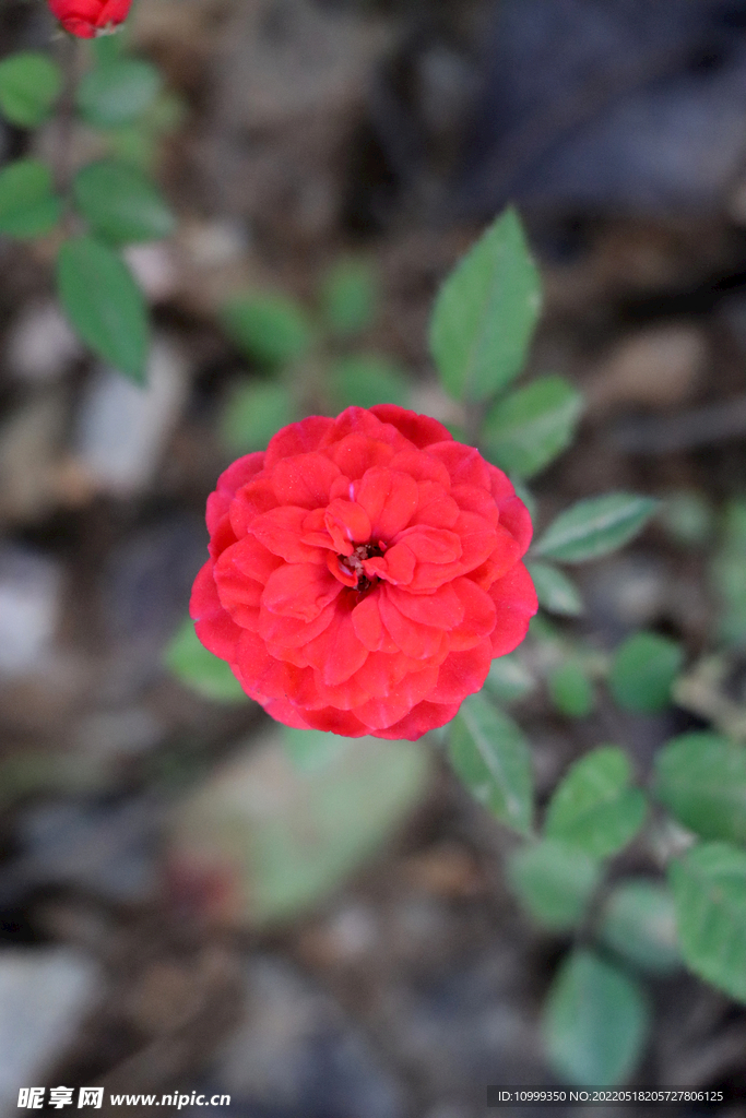 野生玫瑰花