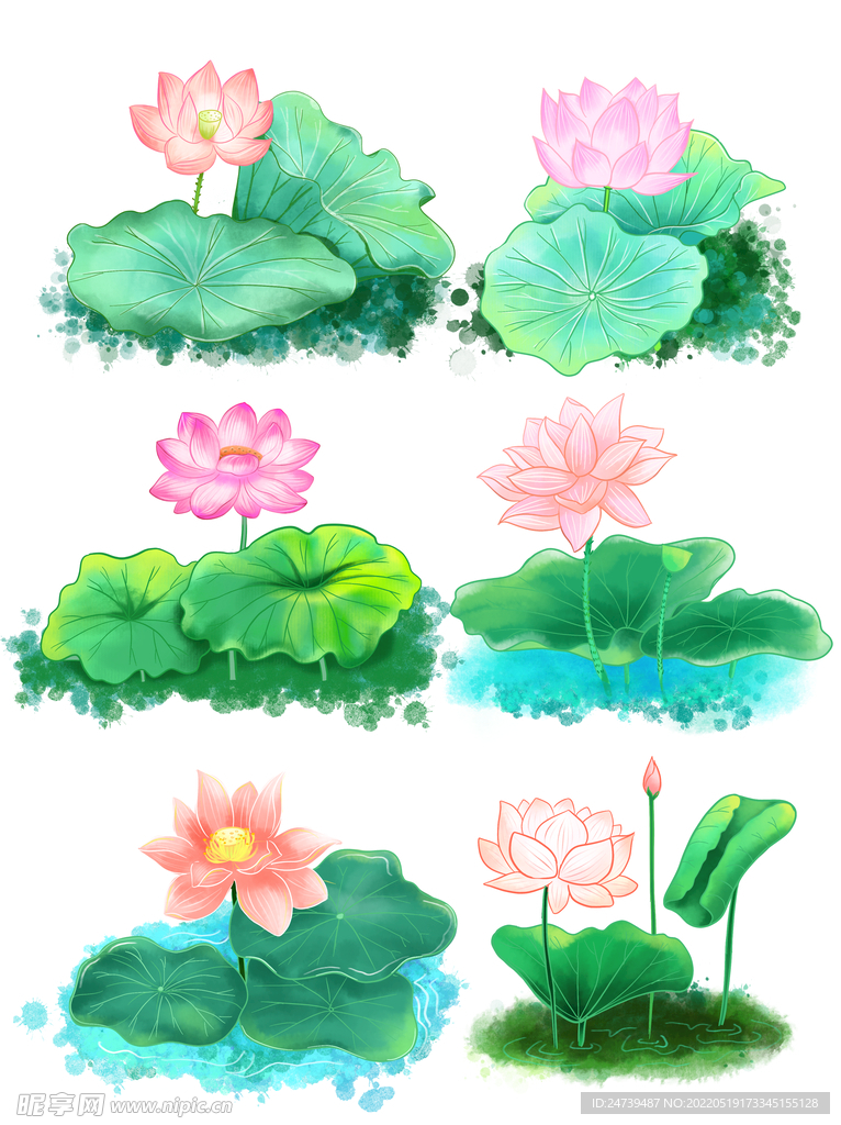 荷花