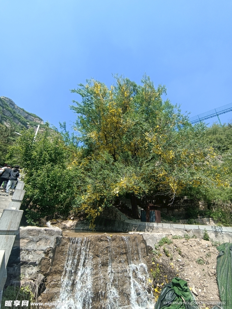 瀑布树