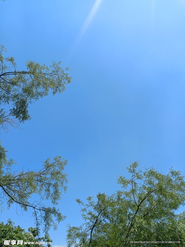 蓝天枯松