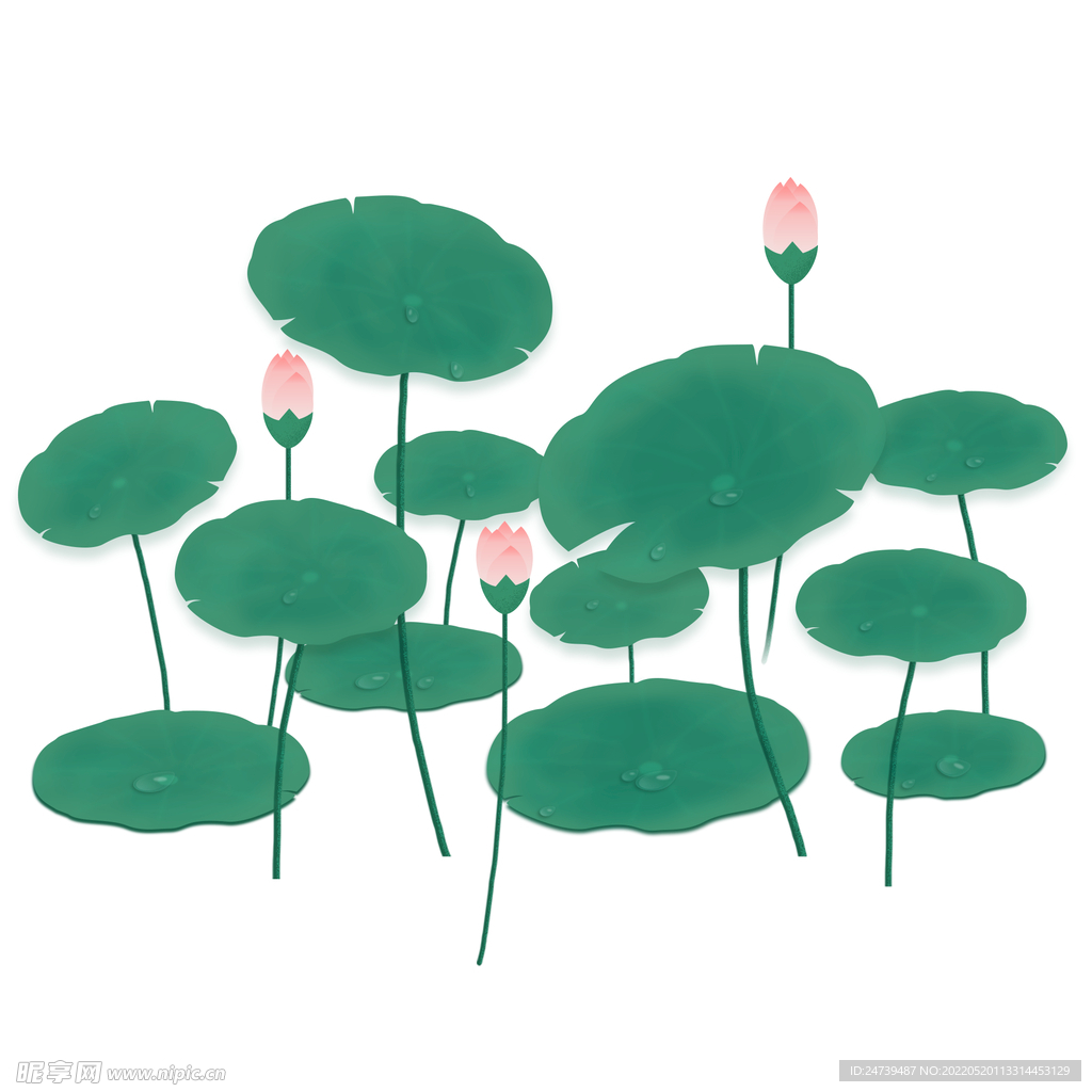 立夏荷花