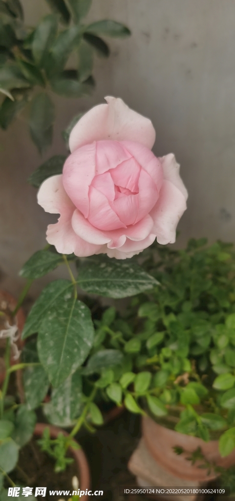 玫瑰