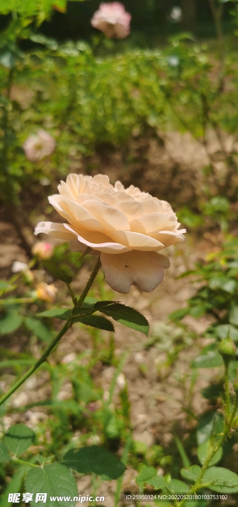 白玫瑰