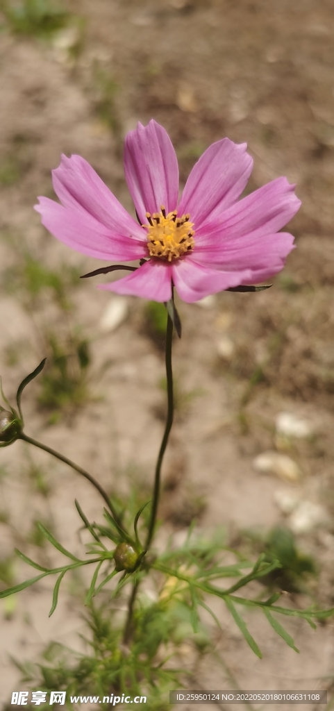 波斯菊
