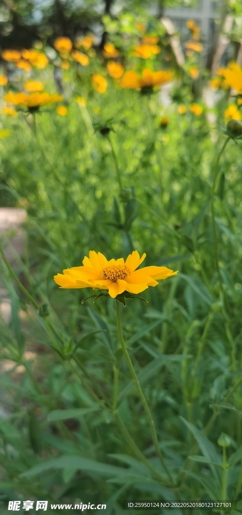 金鸡菊