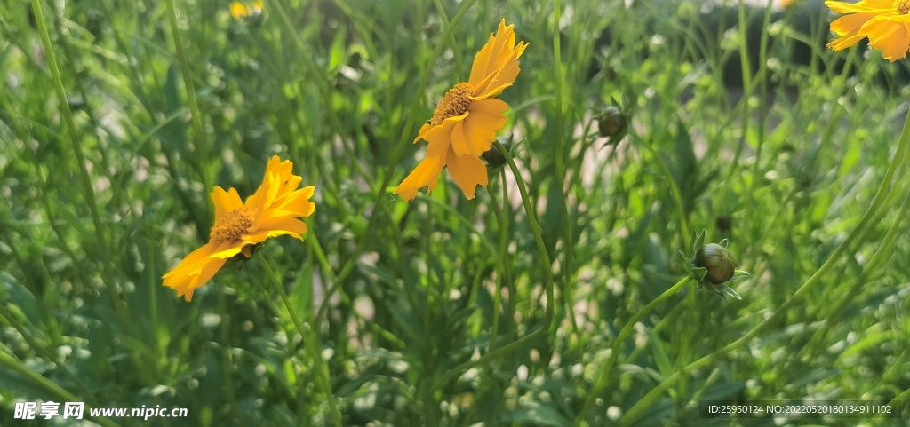 金鸡菊
