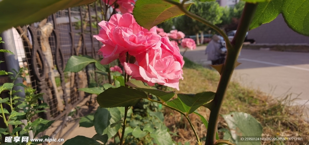 红玫瑰