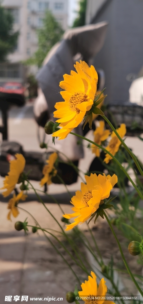 金鸡菊
